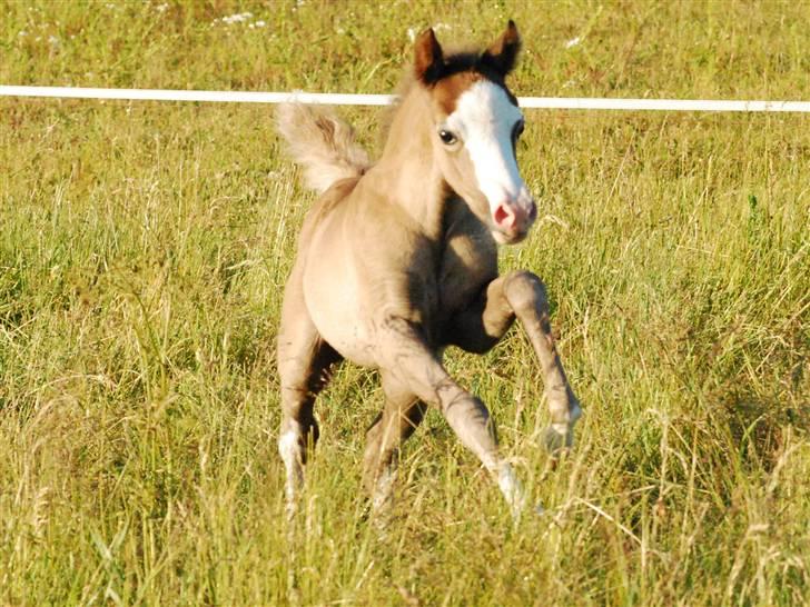 Welsh Pony (sec B) Snupti (Solgt) - Velkommen til lille Snupti's profil :) billede 1