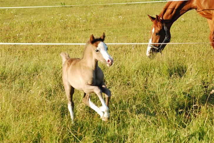 Welsh Pony (sec B) Snupti (Solgt) billede 20