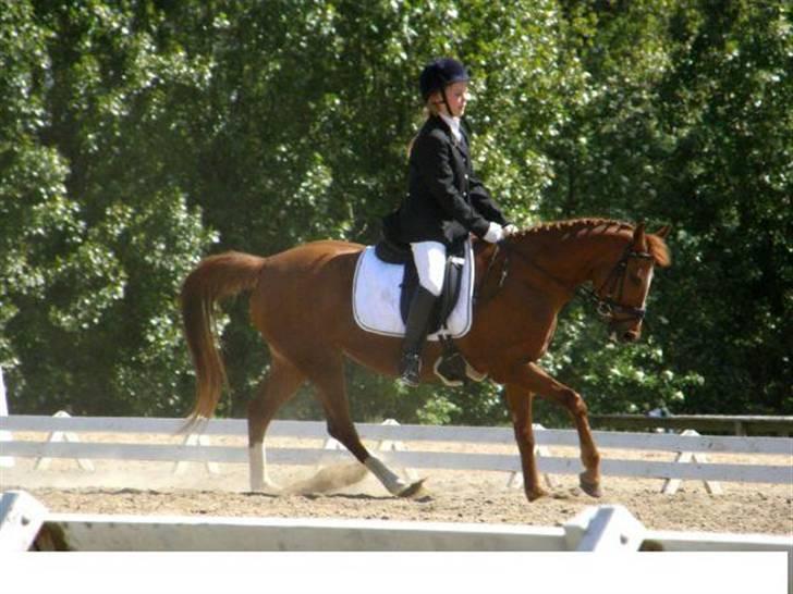 Welsh Pony (sec B) Nancy *Min bedste ven* - Military i MBR billede 2