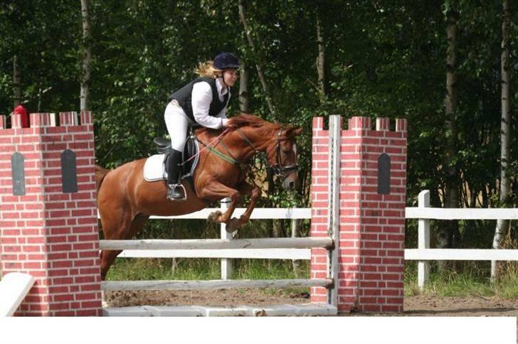 Welsh Pony (sec B) Nancy *Min bedste ven* - Lige da jeg havde fået hende billede 5