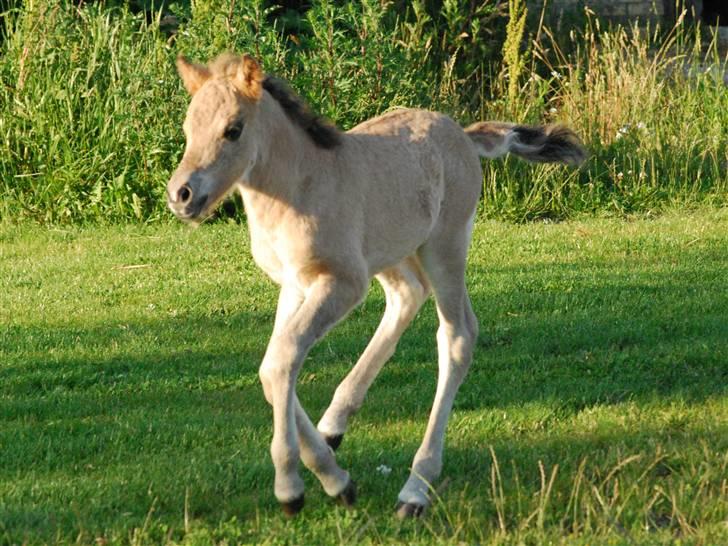 Anden særlig race Luffe  - Luffe i galop billede 10