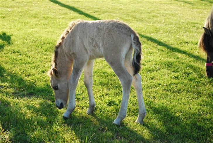Anden særlig race Luffe  - Kan nææææsten nå græsset ; D billede 8