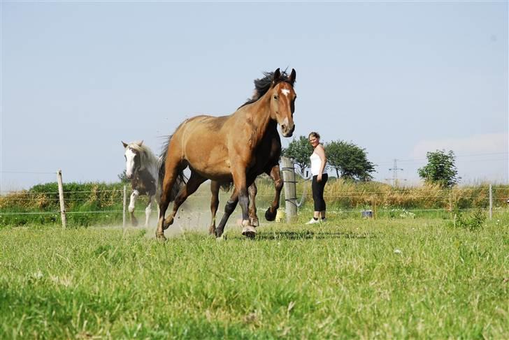 Anden særlig race Delano <3 Himmel hest <3 - Delano på vej ud i friheden ;o) billede 12