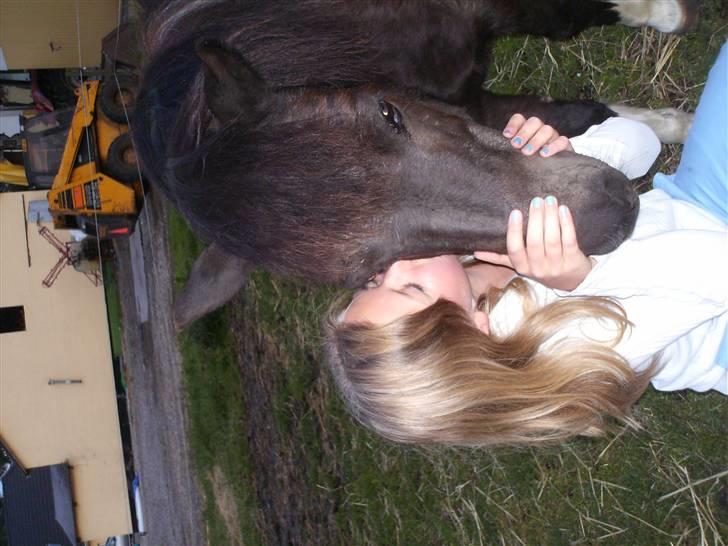 Shetlænder Diana billede 10