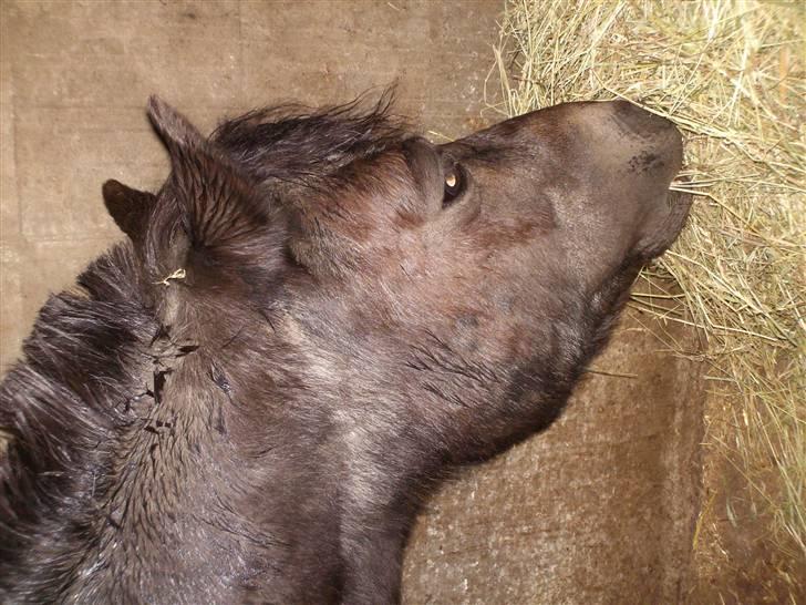 Shetlænder Diana billede 11