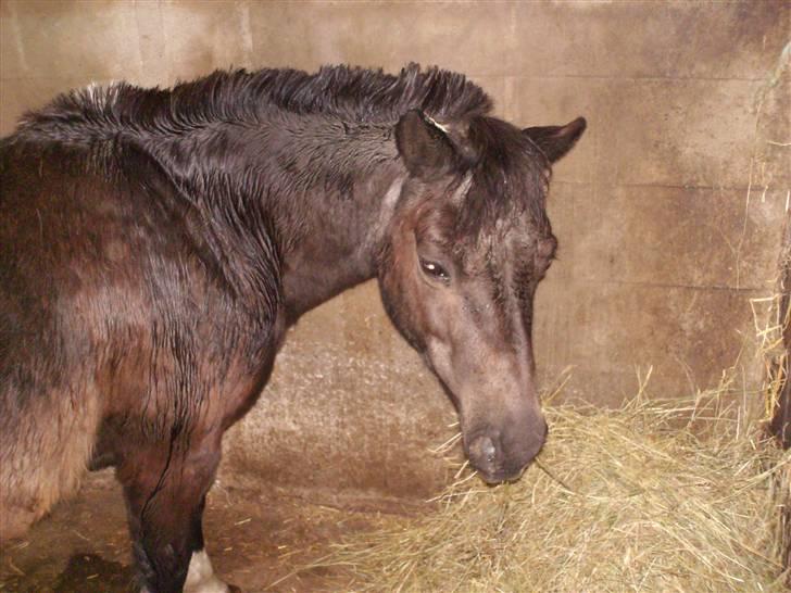 Shetlænder Diana - love you billede 12