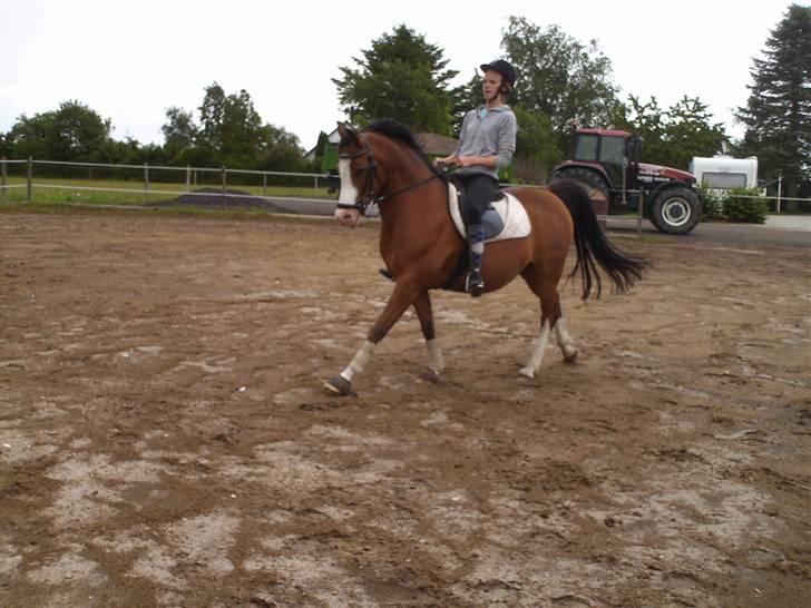 Anden særlig race Smukke billede 9