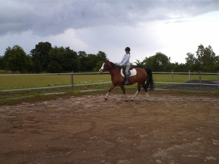 Anden særlig race Smukke billede 13