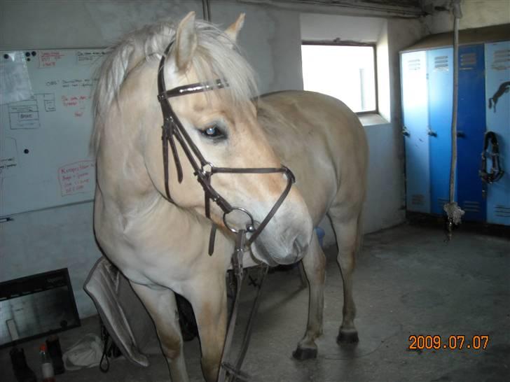 Fjordhest Primola Gl. hest billede 1