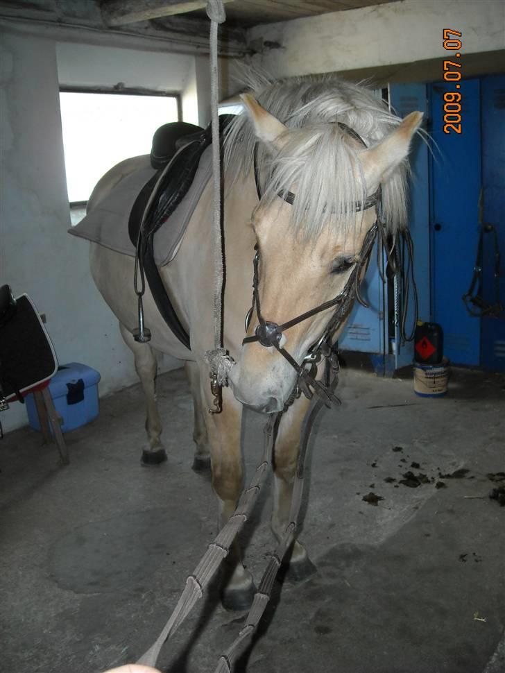 Fjordhest Primola Gl. hest billede 3