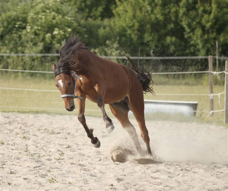Anden særlig race Simba   SOLGT billede 14