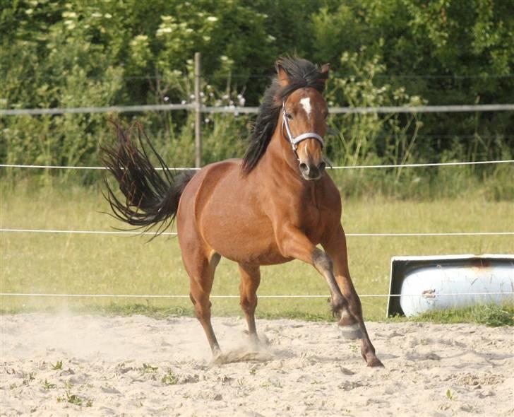 Anden særlig race Simba   SOLGT billede 15