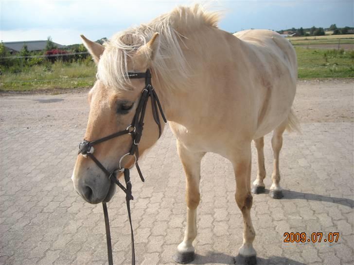 Fjordhest Primola Gl. hest billede 4