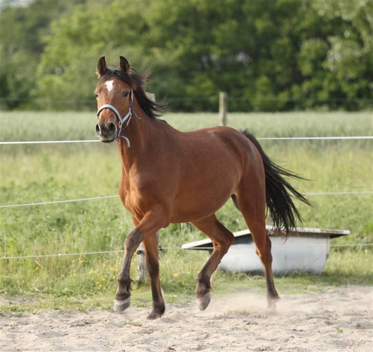 Anden særlig race Simba   SOLGT billede 16