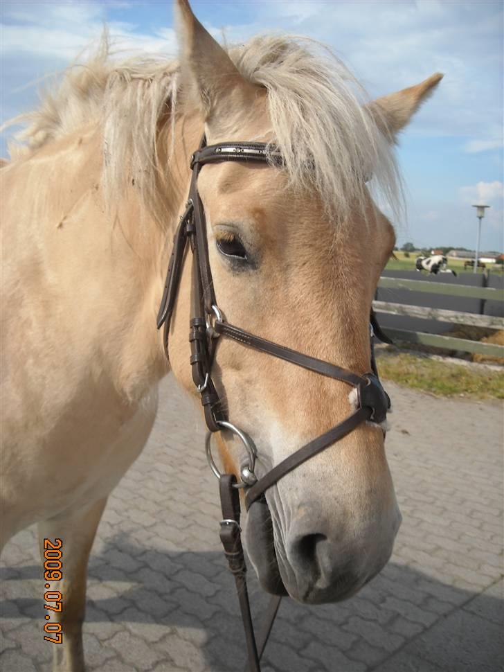 Fjordhest Primola Gl. hest billede 6