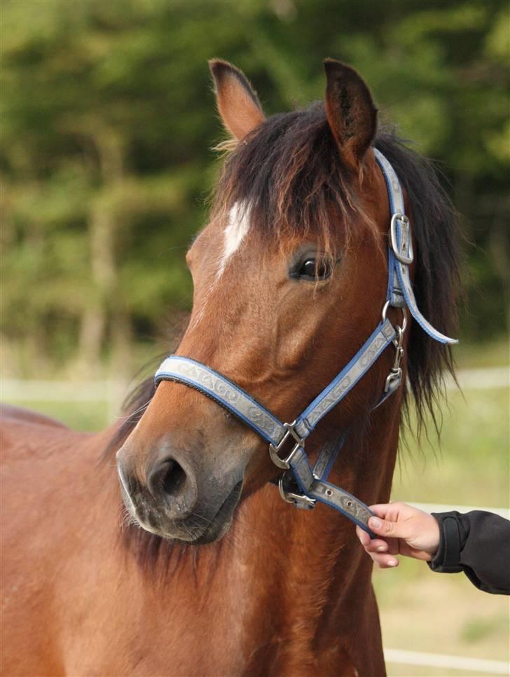 Anden særlig race Simba   SOLGT billede 17