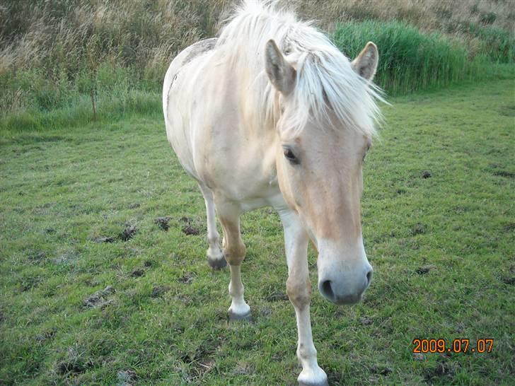 Fjordhest Primola Gl. hest billede 7
