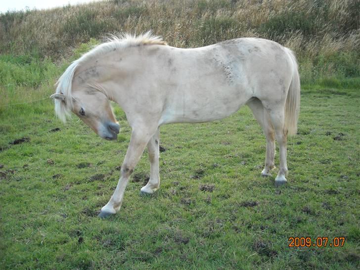 Fjordhest Primola Gl. hest billede 9