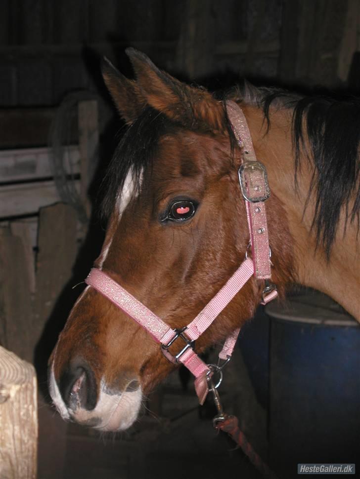 Arabisk fuldblod (OX) Fadjane  SOLGT - 20)   billede 19