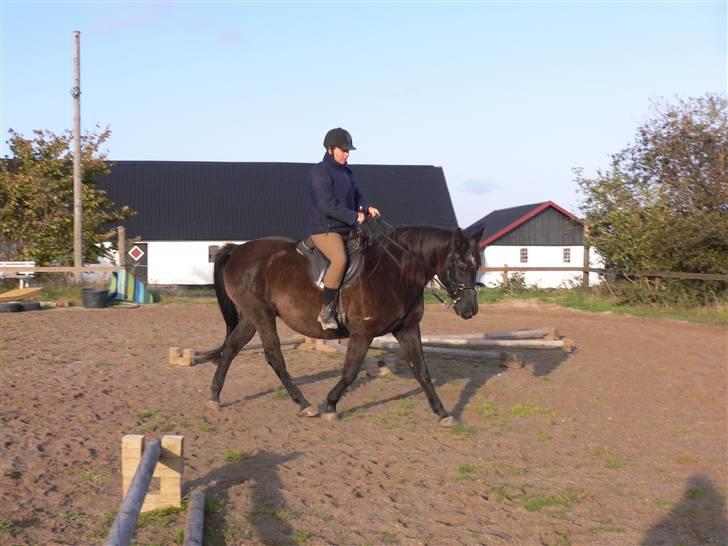Anden særlig race Beauty R.I.P - På ridebanen, Vi rider med kapsun og stang, da Beauty ikke kan lide trensebid billede 13