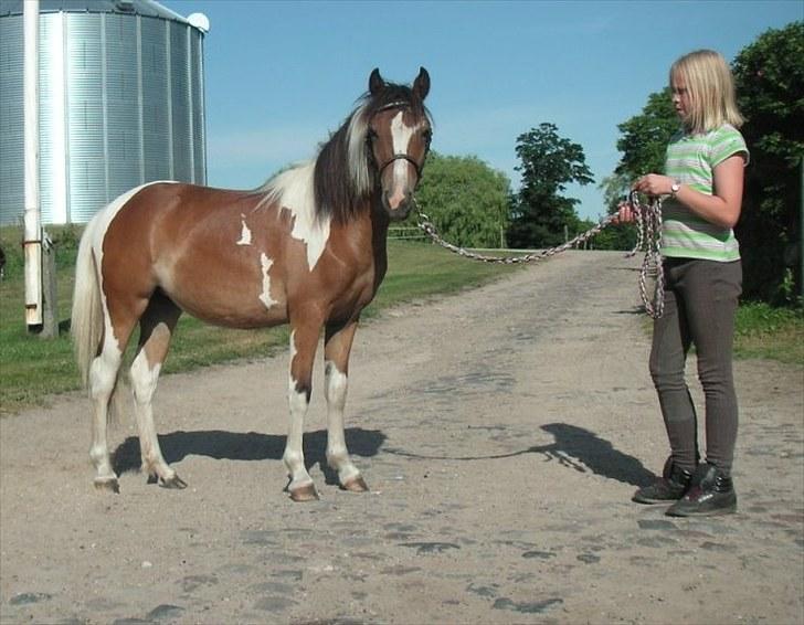 Pinto Hvedholms Lilly - 1 år billede 7