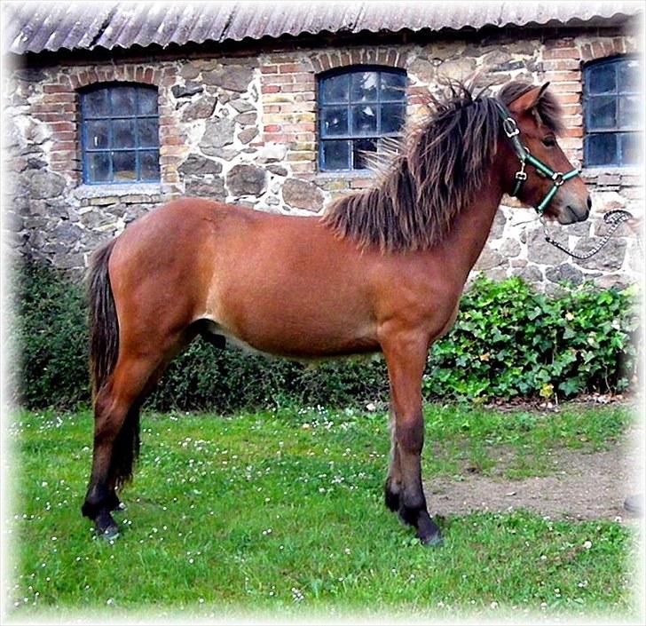 Islænder Ægir fra Toftdal - Så blev Ægir 1 år billede 1