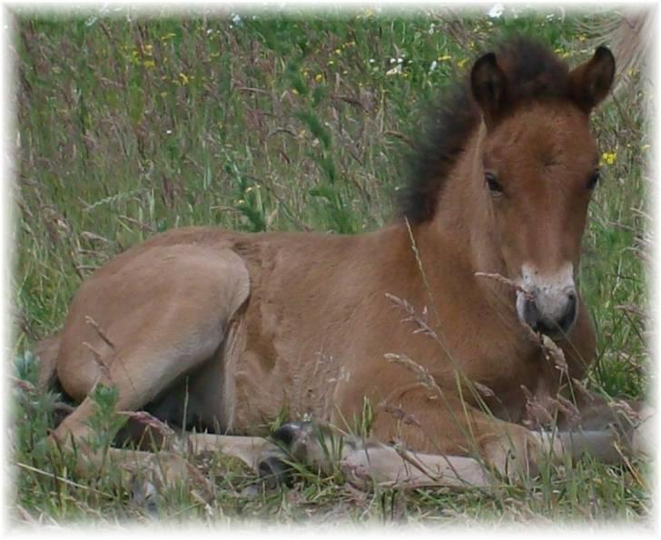 Islænder Ægir fra Toftdal - får sig et velfortjent hvil billede 3