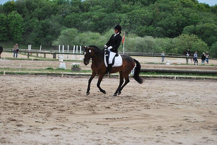 DSP Bæklunds Remus - solgt - stævne.(: billede 10