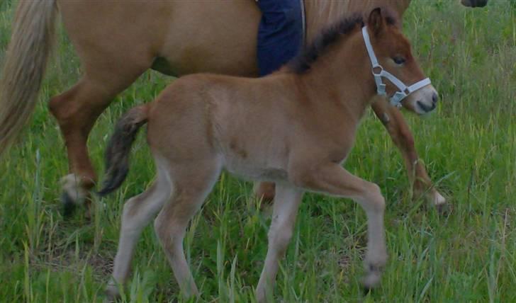 Islænder Ægir fra Toftdal - går så fint ved siden af sin mor der rides billede 4