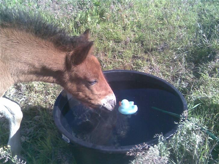 Islænder Ægir fra Toftdal - Ægir og hans ælling der lyser og kvakker til ham, når den berøres ;) billede 5