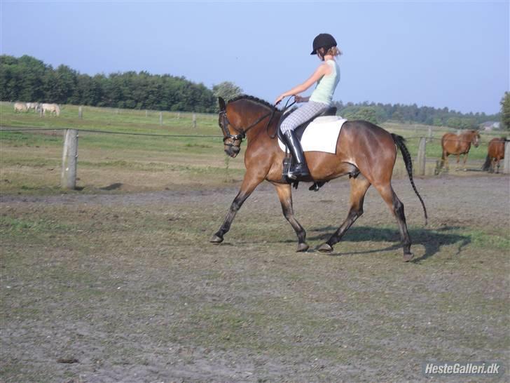 DSP Bæklunds Remus - solgt - aftnen inden stævne. -her er det kun ca. 4 timer siden remus havde fået filt tænder unden bedøvelse. jeg var så glad for at det var sådan en dygtig dyre læge! :D billede 11