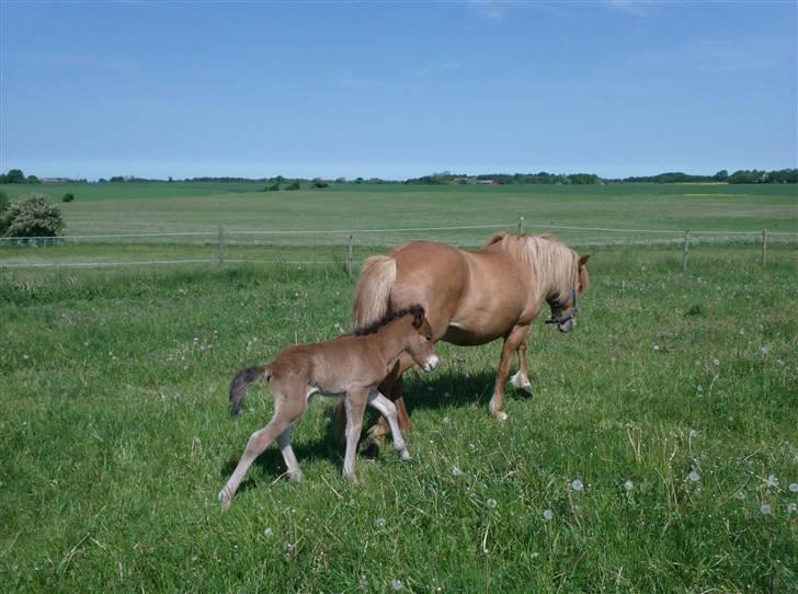 Islænder Ægir fra Toftdal - 1 dag gammel billede 6