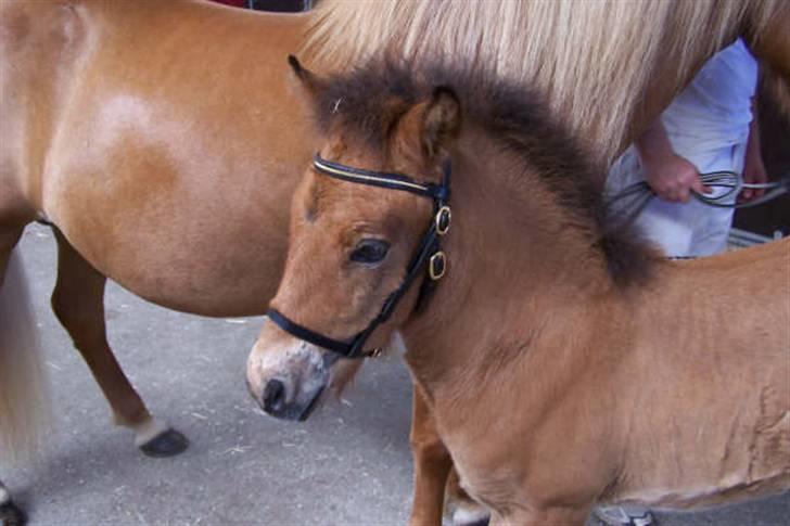 Islænder Ægir fra Toftdal - Med sin fine show grime på billede 7