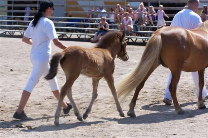 Islænder Ægir fra Toftdal - på vej ud af den store ring, efter race fremvisning billede 8
