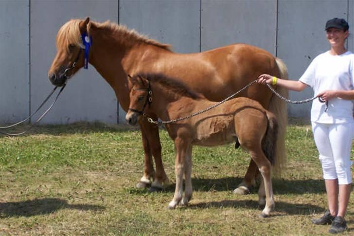 Islænder Ægir fra Toftdal - her sammen med sin mor som fik 2 fine rosetter og en flot æres præmie til Landsskuet 09 billede 9