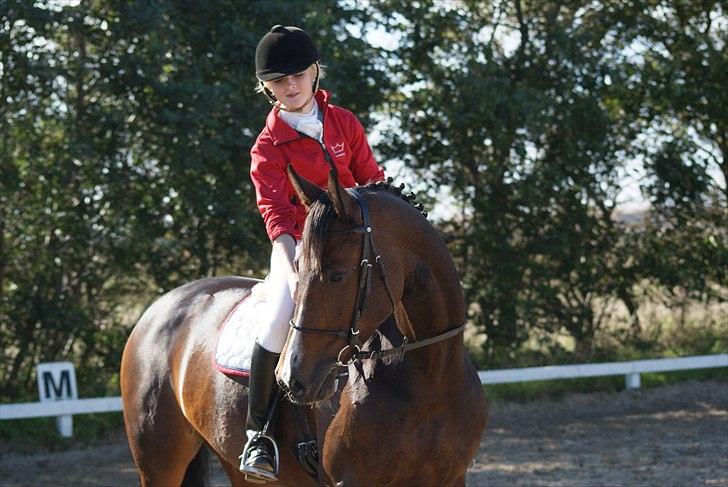 Dansk Varmblod Corona DEN SMUKKESTE STJERNE PÅ HIMLEN! :'( - Prinsessen og jeg efter en vellykket debut i LB2 :) billede 14
