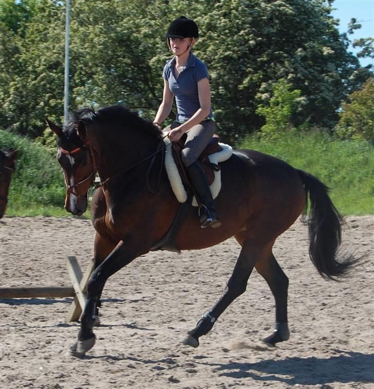 Dansk Varmblod Corona DEN SMUKKESTE STJERNE PÅ HIMLEN! :'( - mit seriøst ynglings billede af smukke pigen ! :D dressur, en varm sommerdag billede 15