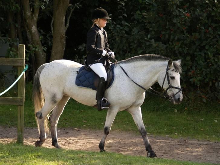 Anden særlig race PRIK. billede 16