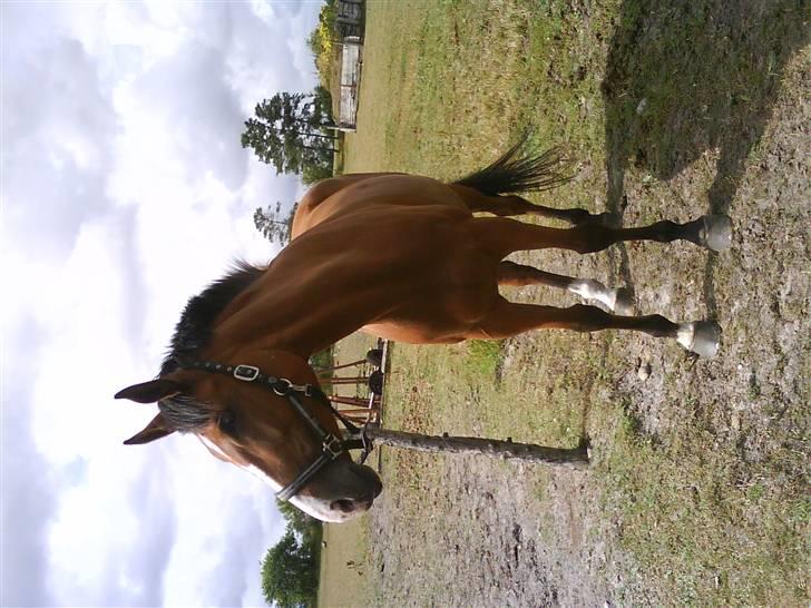 Dansk Varmblod Rosengaards Filicity billede 2