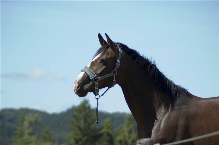 Anden særlig race My Ace *solgt* - Taget af JP - På græs billede 19