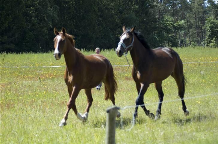 Anden særlig race My Ace *solgt* - Taget af JP - Ace og Tasano hygger :-) billede 20