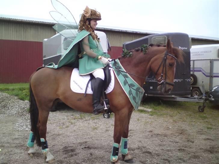 Welsh Partbred (Sec F) Siem´s Patricia billede 18