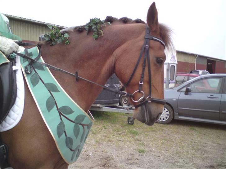 Welsh Partbred (Sec F) Siem´s Patricia billede 19