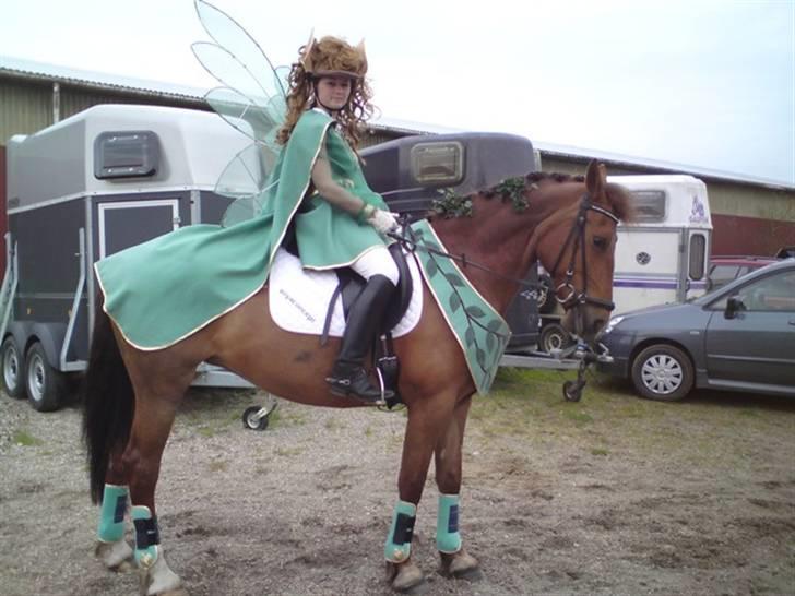 Welsh Partbred (Sec F) Siem´s Patricia billede 20