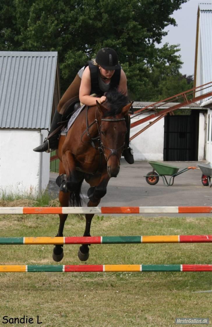 Anden særlig race Loco Caballo - Sandie billede 11