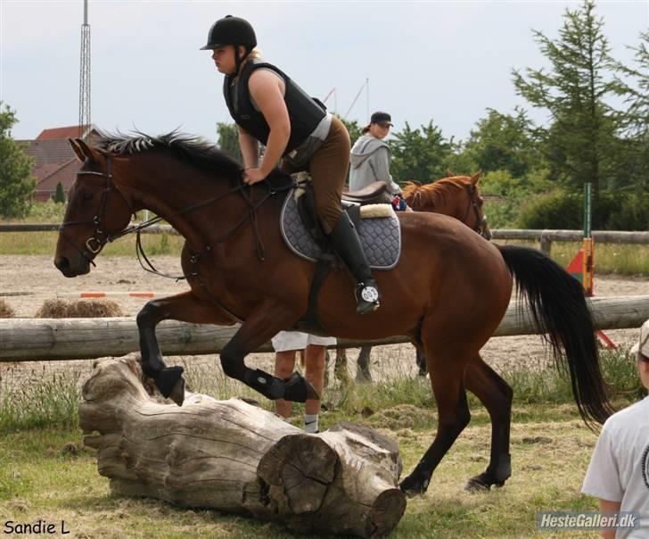 Anden særlig race Loco Caballo - sandie billede 12