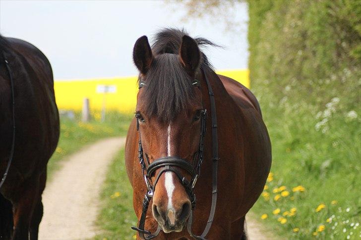 Anden særlig race Tatianna -drømmeponyen! - "without you, my heart would be broken"    foto: Pernille! billede 2