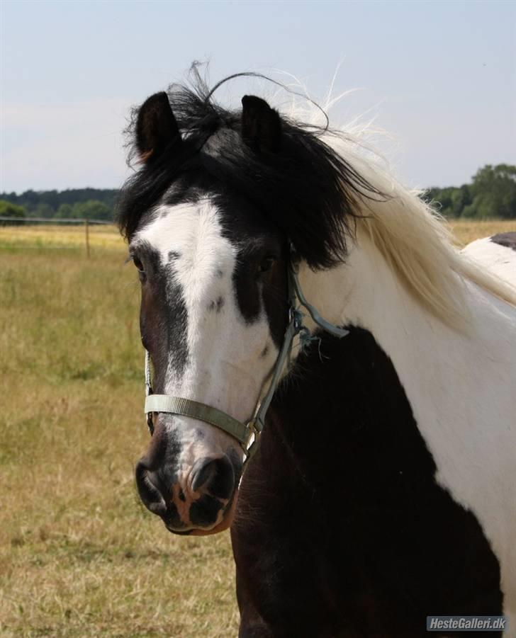 Tinker Samson *RIP* d. 21\8 09 billede 3
