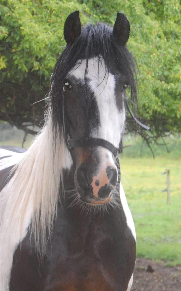 Tinker Samson *RIP* d. 21\8 09 billede 9