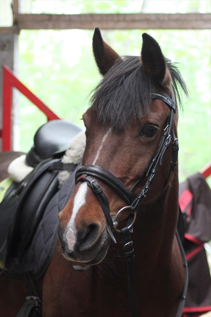 Anden særlig race Tatianna -drømmeponyen! - Jeg elsker dig mere end noget andet!    foto: Pernille! billede 15